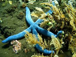 Image result for Lannea virgata