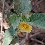 Image result for Sida urens