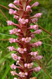 Image result for Satyrium chlorocorys