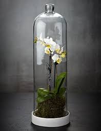 Pure Orchid Terrarium M S Orchid Terrarium Beautiful Terrariums Terrarium