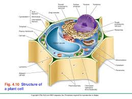 Maybe you would like to learn more about one of these? Ppt 4 1 Cells Powerpoint Presentation Free Download Id 1706558