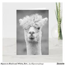 Alpaca In Black And White Birthday Card Zazzle Com Birthday Cards Printing Double Sided Black And White