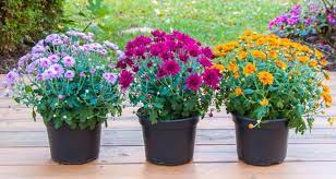The next step in winter care for mums is to properly insulate them in the fall. Get The Most Out Of Potted Mums My Garden Life