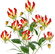 Image result for Gloriosa