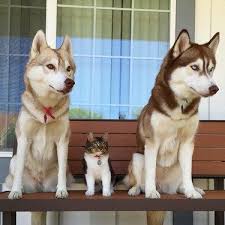 6 Ayda Aile Oldular Evcil Hayvanlar Cok Sirin Hayvanlar Kediler Ve Yavrulari