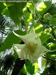 Image result for Brugmansia aurea