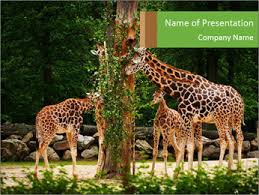 It is traditionally considered to be one species, giraffa camelopardalis, with nine subspecies. Giraffe Powerpoint Template Smiletemplates Com