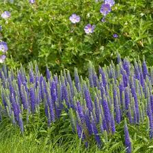 See more ideas about perennials, sun perennials, plants. Veronica Spicata Royal Candles Spike Speedwell
