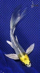 Butterfly Fin Koi Butterfly Koi Koi Fish Pond Koi Fish