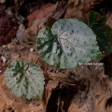 Image result for Begonia pulcherrima