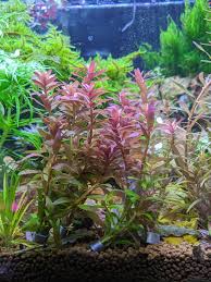 Image result for Rotala fontinalis