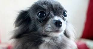 Maltese Dogs Forum Chihuahua Puppies Blue Chihuahua Chihuahua