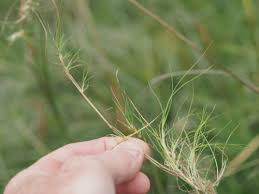 Image result for Poaceae