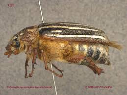 Image result for Polystachya cribbiana