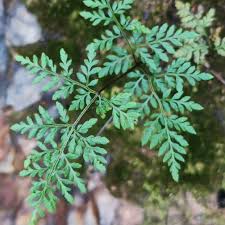 Image result for Cheilanthes inaequalis