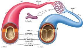 Difference Between Artery And Vein Major Differences Arteries And Veins Arteries Nclex