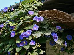 Image result for Ipomoea nil
