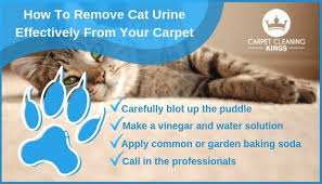 Urine odor can disturb you, take out your peace, consider cleaning the area thoroughly. Ways To Remove Cat Urine