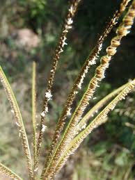 Image result for Eustachys paspaloides