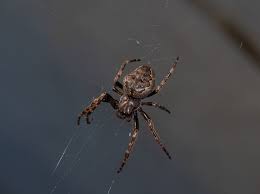 Small web in the corner of the window :) 1. British Spider Guide Common Species To Identify And Where To Find Them Countryfile Com