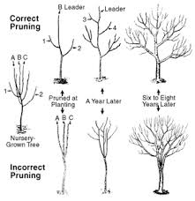 Fruit trees need pruning for two primary purposes: How To Prune A Fruit Tree Primrose Blog