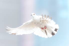 Merpati burung hewan alam bulu sayap penerbangan fauna terbang pena. Burung Merpati Putih