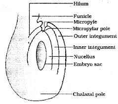 With a neat and labelled diagram, describe the parts of a typical  angiosperms ovule. - Assam Eduverse | Best education platform in assam