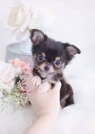 Browse dogs for sale near you. Free Long Haired Chihuahua Puppies
