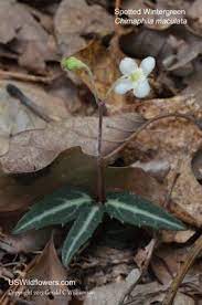 Us Wildflower Spotted Wintergreen Pipsissewa Striped Wintergreen Striped Prince S Pine Striped Prince S Plume Drag Wild Flowers Wintergreen Plant Leaves