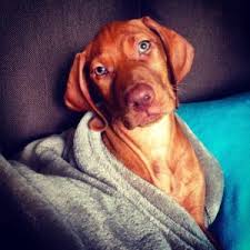 Vizsla litter of puppies for sale in brentwood, ca, usa. Abby S Available Vizsla Puppies White River Kennels