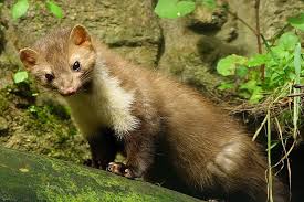 Image result for kuna lesní obrázky