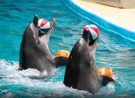 Istanbul Dolphinarium Yunus Gosteri Merkezi Seyahatdergisi Com Hayvanat Bahceleri Istanbul Yunuslar