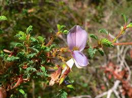 Image result for Kotschya aeschynomenoides