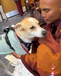 Some good news for all. ALOKA has reunited with his family! He is still in  rehab for his leg but he was able to reunite with the @walkforpeace.usa  Monks today. He goes