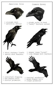 Differences Between Crows And Ravens Crow Raven Black Bird