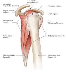 Diagram of shoulder anatomy showing the acromioclavicular (ac) articulation and glenohumeral (gh) joint. How Does The Shoulder Work Informedhealth Org