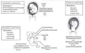 Infections Of The Fetus And Newborn Infant