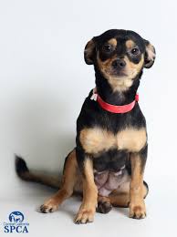 Found small red tan brown female chihuahua (23rd ave northern) hide this posting restore restore this posting. Candy Id 23537156 1 Year Old Female Black And Tan Chihuahua Terrier Blend Central California Spca Fresno Ca
