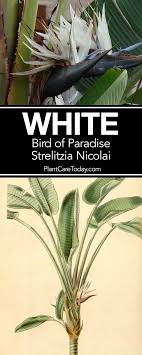 It can adapt to medium light, but growth may slow. How To Care For White Bird Of Paradise Strelitzia Nicolai Paradise Plant Birds Of Paradise Bird Of Paradise Plant Indoor