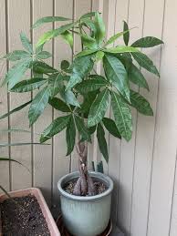 Check spelling or type a new query. Money Tree Money Trees Plants Tree