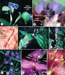 Image result for Commelinaceae