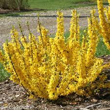 The forsythia is very easy to plant and super easy to grow. Show Off Sugar Baby Forsythia X Proven Winners