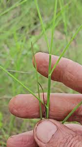 Image result for Tripogon