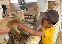 Animal Interactions