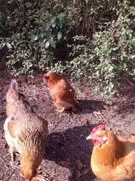 The rooster is understood to have begun to walk in an upright manner as the result of a cartilage condition and has gained a following in jinhua by strolling around the streets entertaining. Hen Standing Like A Penguin Backyard Chickens Learn How To Raise Chickens