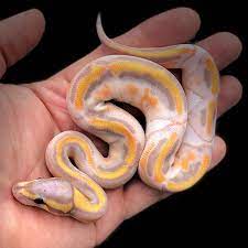 Awesome Banana Leopard Pied Morph Ball Python Ball Python Pet Ball Python Morphs