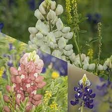 Alamo Fire Red Bluebonnets Texasbluebonnets White Prairies Angels From Our Fan On Instagram Wildseedfarms Visit Flower Photos Wild Seed Beautiful Flowers
