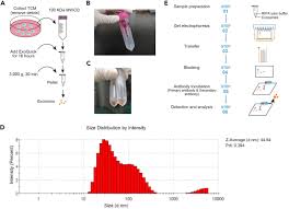 When the cell doubling time is less than 60 min, a cycle of replication must initiate before the end of the preceding cycle. In Vitro And Ex Vivo Evaluation Of Tumor Derived Exosome Induced Dendritic Cell Dysfunction In Mouse Star Protocols