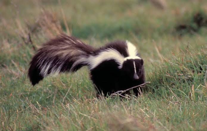 Skunk