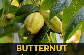 Ripens in late august to late september. Butternut Facts Health Benefits And Nutritional Value